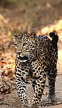 leopard